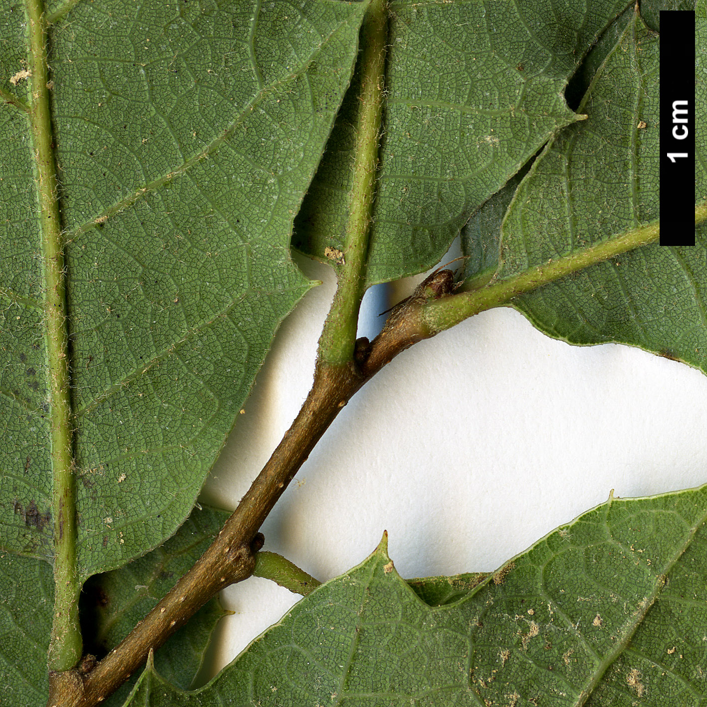 High resolution image: Family: Fagaceae - Genus: Quercus - Taxon: invaginata High resolution image: Family: Fagaceae - Genus: Quercus - Taxon: invaginata